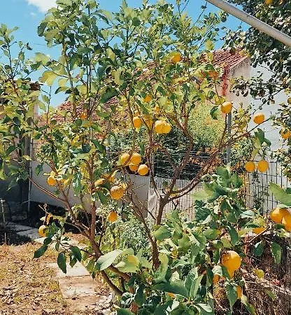 度假居 Casa Do Quintal Maiorga